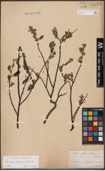 Foto von Salix aurita L. x Salix lapponum L. x Salix myrtilloides L.